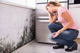 Best Commercial Mold Inspection  in Elkins, AR